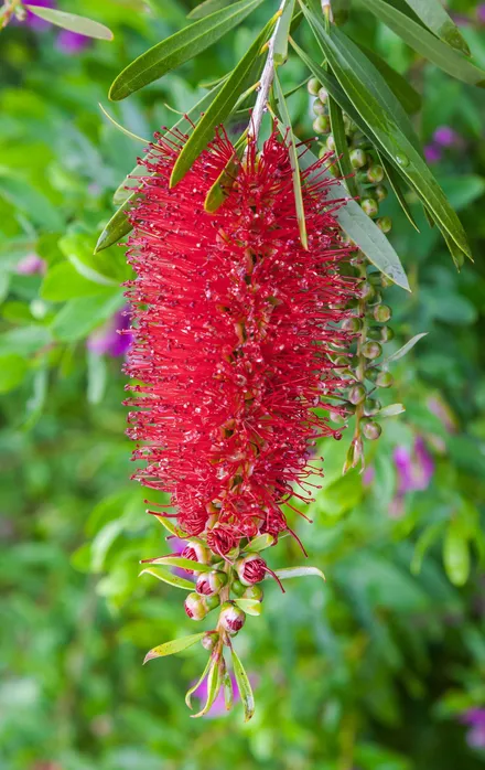 Gajo Callistemon Rojo