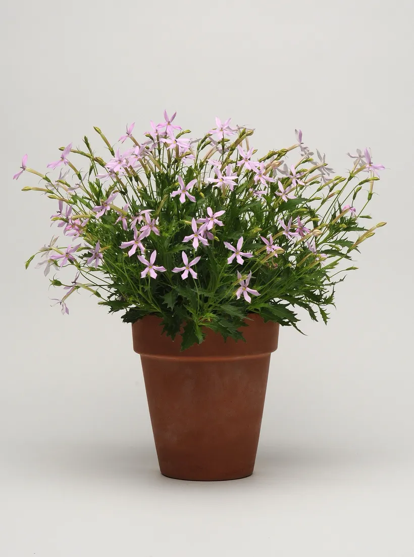 Laurentia (Isotoma) — imagen 1
