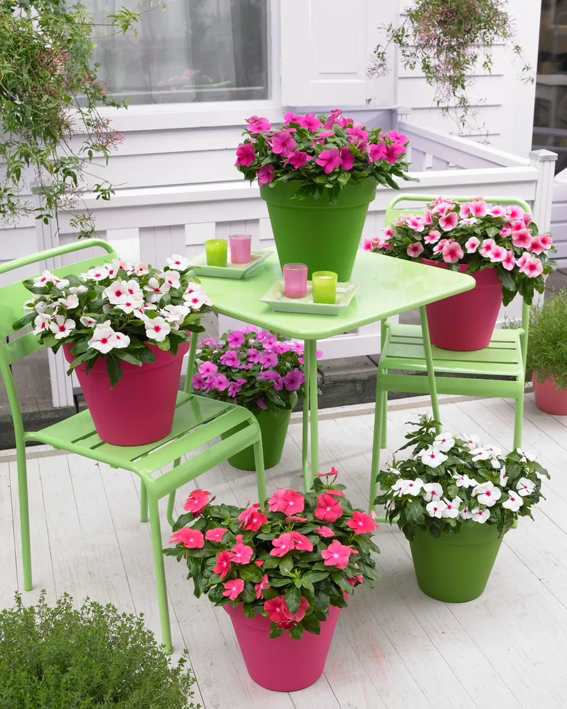 Vinca F1 Rastrera Colgante — imagen 1
