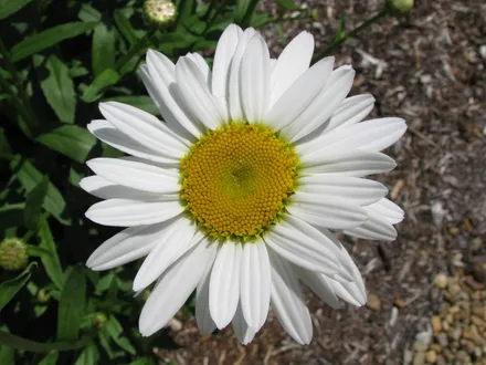 Leucanthemum Madonna