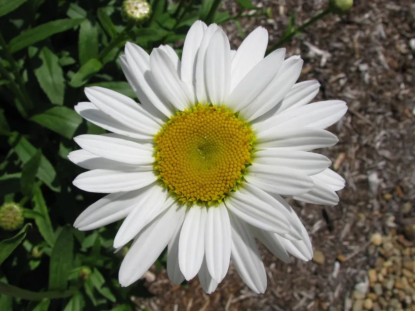 Leucanthemum Madonna — imagen 1