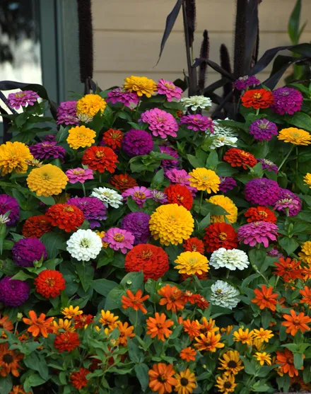 Zinnia F1