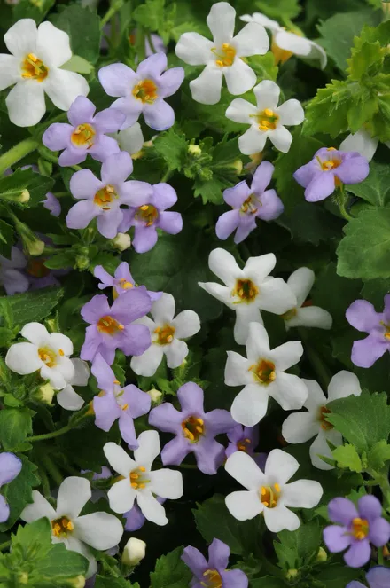 Bacopa F1