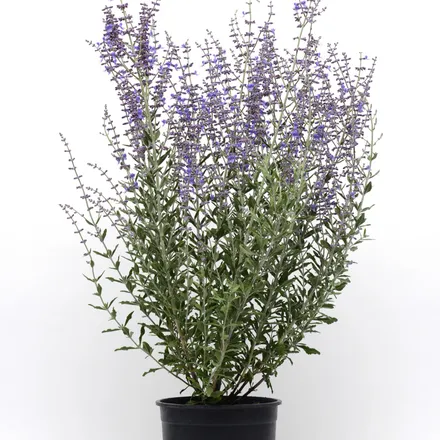Salvia Rusa