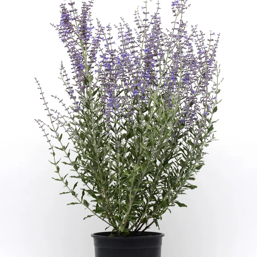 Salvia Rusa — imagen 1