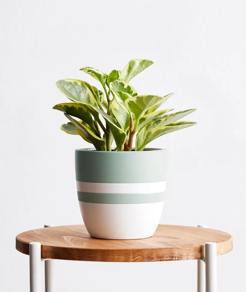 Peperomia Green Gold — imagen 1