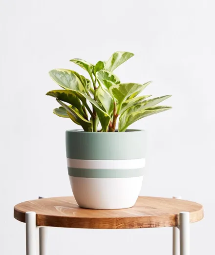Peperomia Green Gold