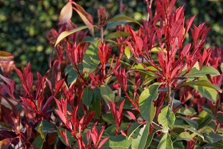Photinia