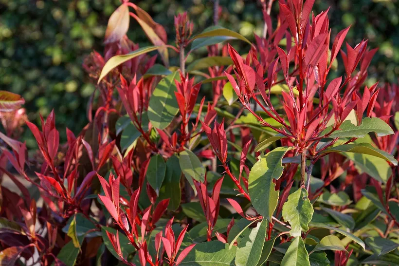 Photinia — imagen 1