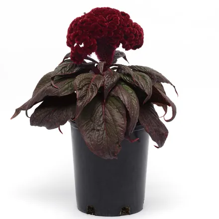 Celosia Cristata F1