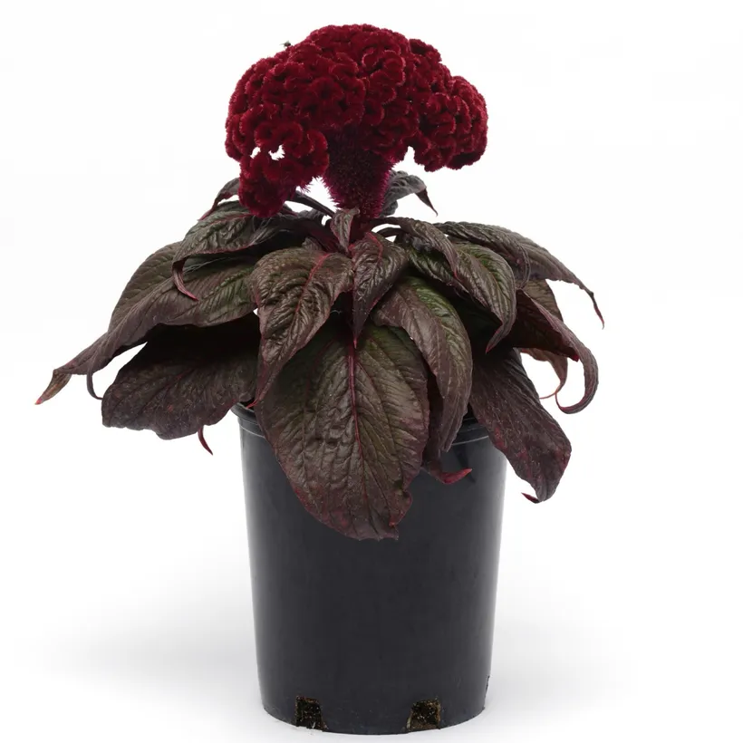 Celosia Cristata F1 — imagen 1