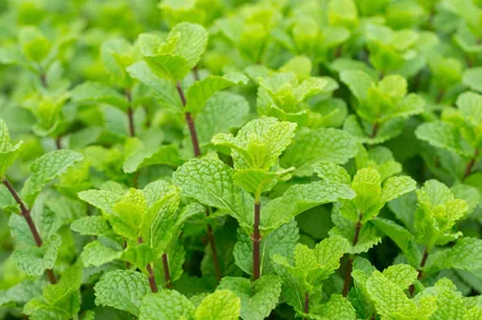 Gajo Menta