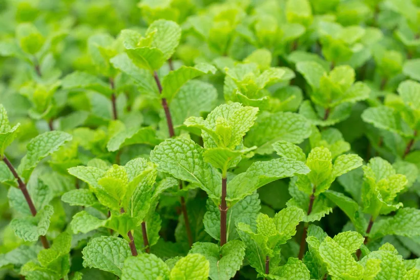 Gajo Menta — imagen 1