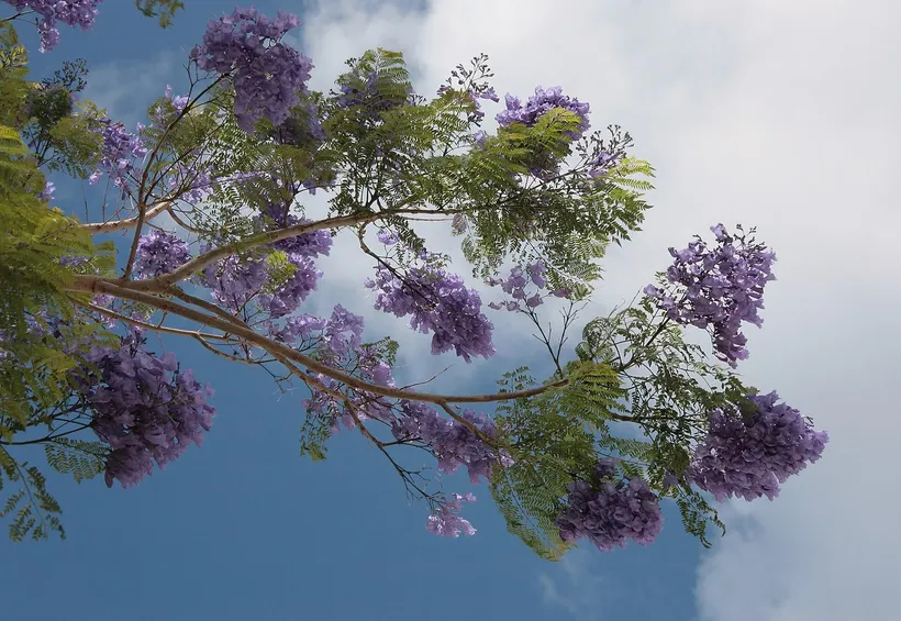 Jacarandá — imagen 1