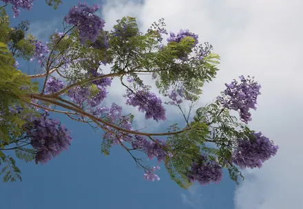Jacarandá