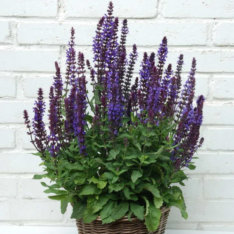 Salvia Nemorosa — imagen 1