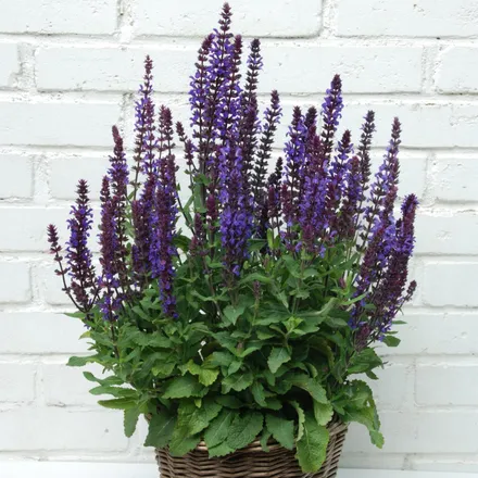Salvia Nemorosa