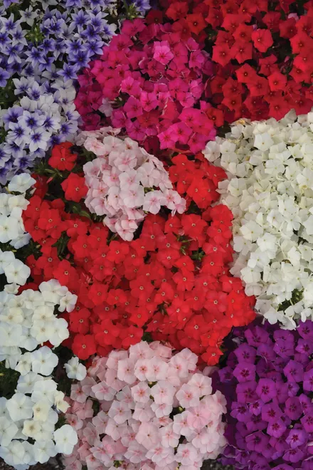 Flox