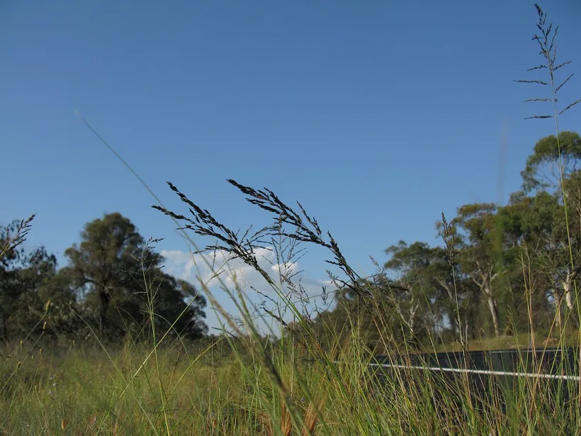 Eragrostis — imagen 1