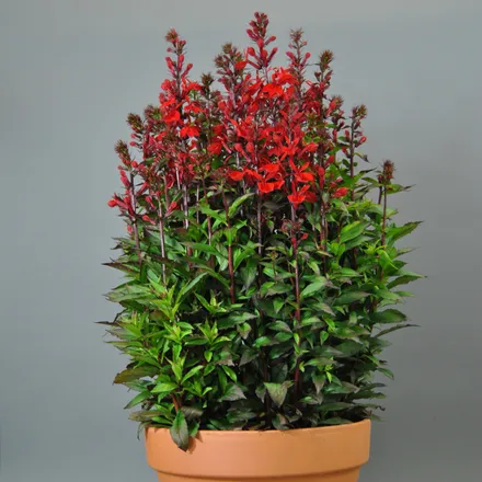 Lobelia F1