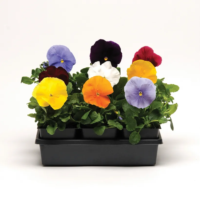 Viola F1 — imagen 1