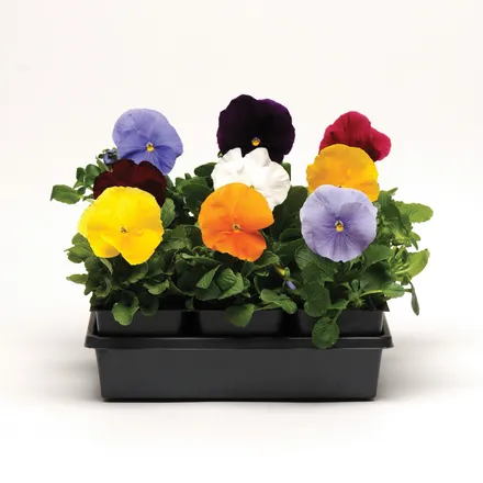 Viola F1