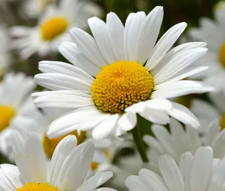 Chrysanthemum F1