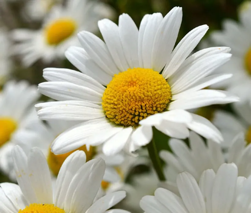 Chrysanthemum F1 — imagen 1