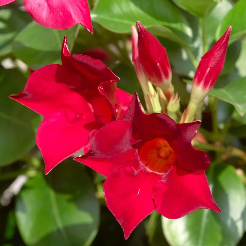 Dipladenia — imagen 1