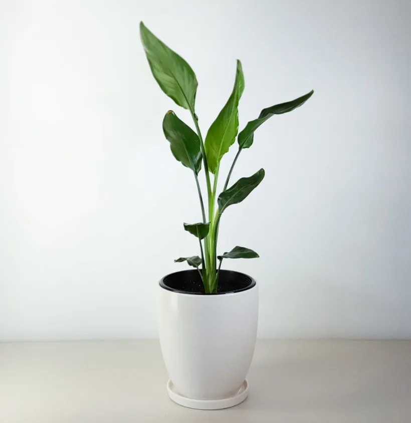 Strelitzia Reginae — imagen 1