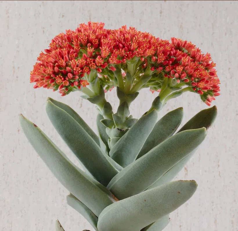 Crassula Falcata — imagen 1