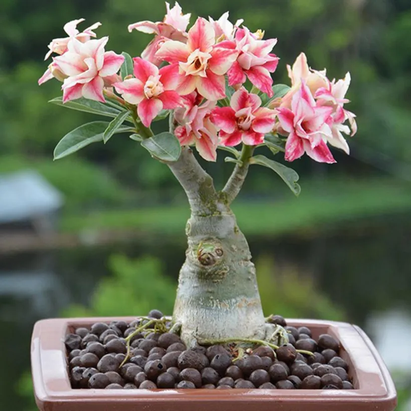 Adenium Obesum — imagen 1