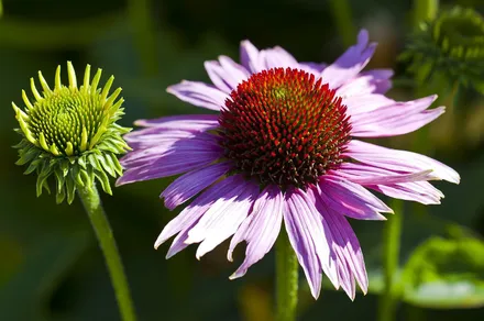 Echinacea