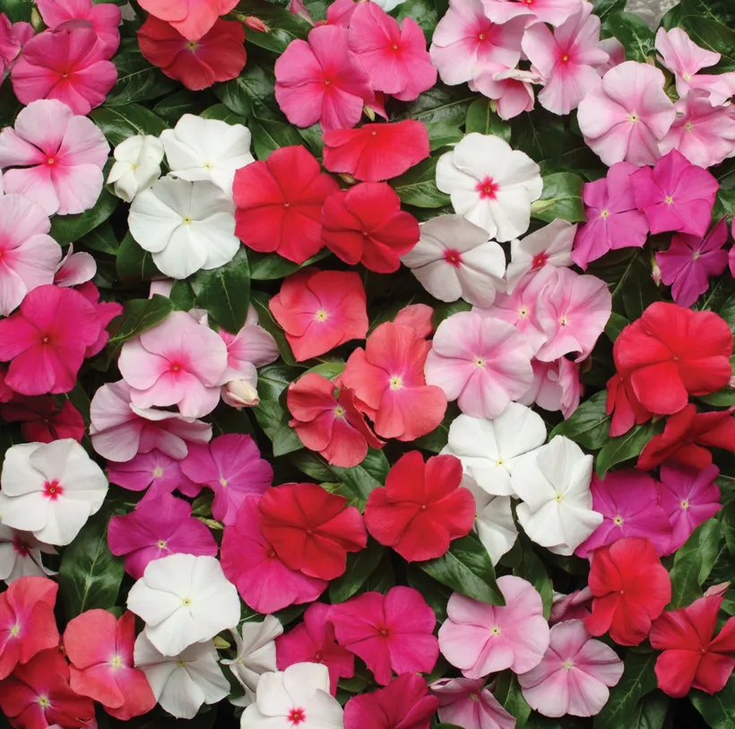 Vinca — imagen 1