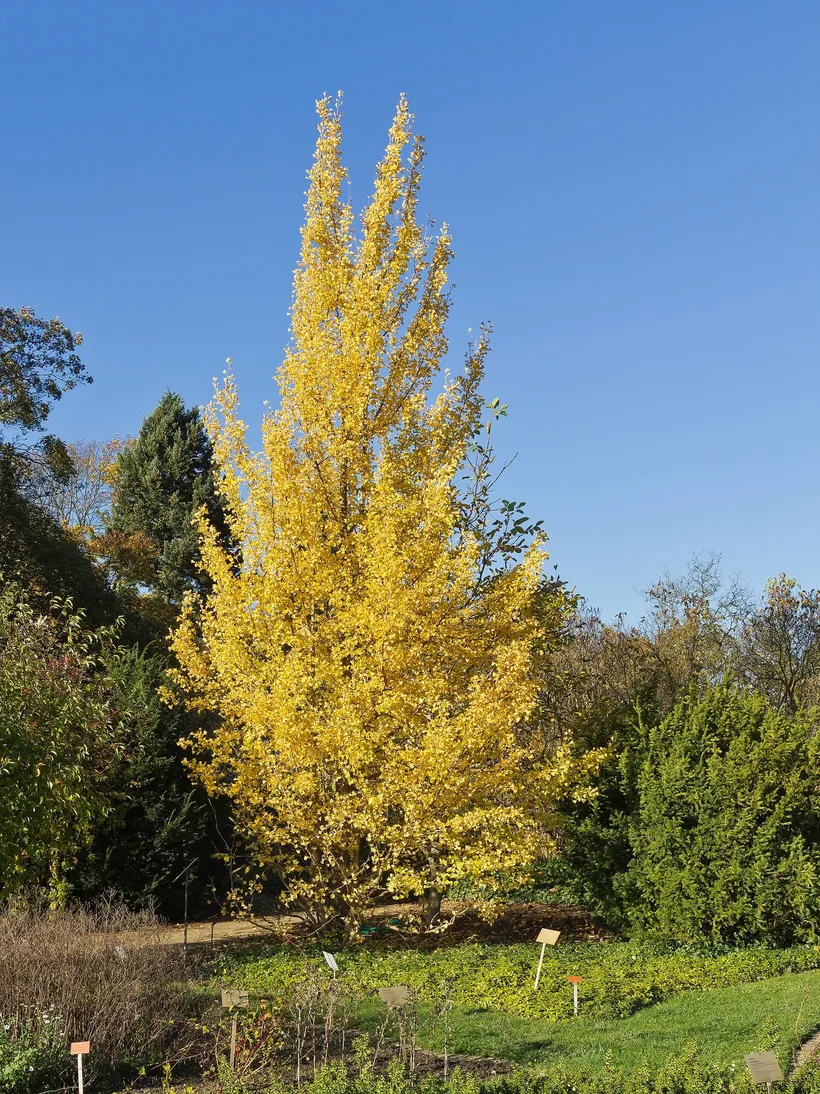 Ginkgo Biloba — imagen 1