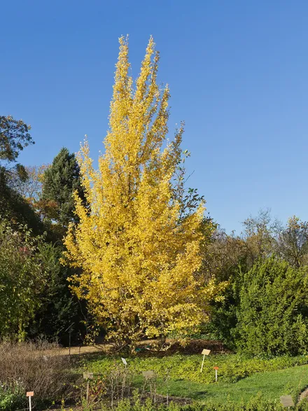 Ginkgo Biloba