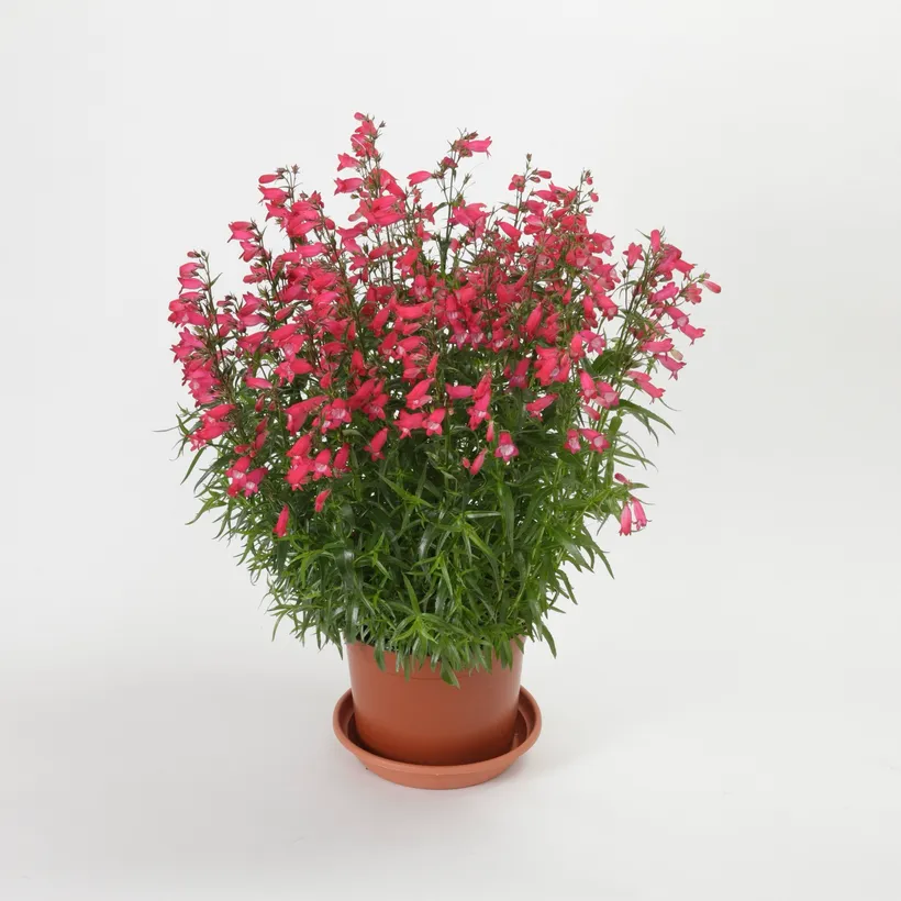 Penstemon — imagen 1