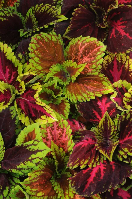 Coleus Adachi