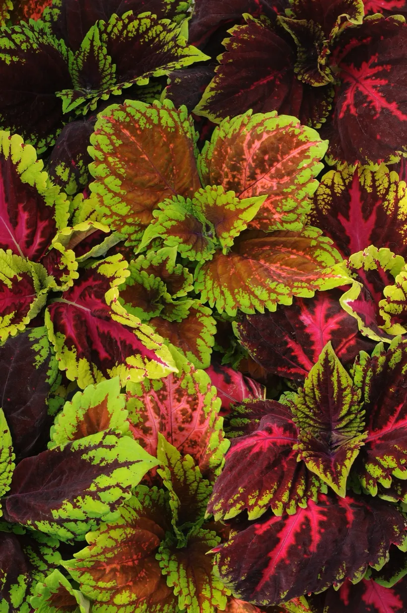 Coleus Adachi — imagen 1