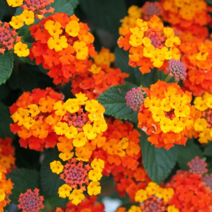 Gajo Lantana — imagen 1