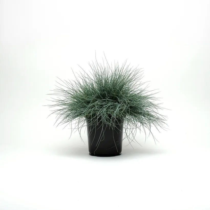 Festuca — imagen 1