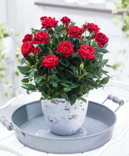 Gajo Mini Rosa
