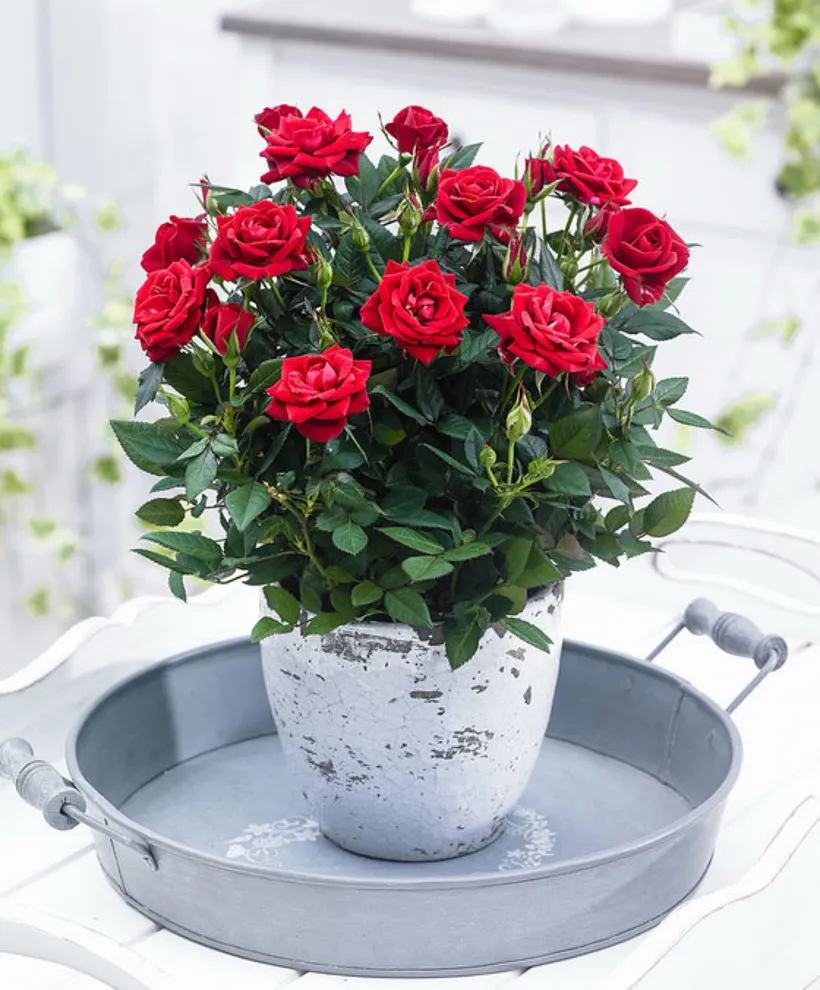 Gajo Mini Rosa — imagen 1