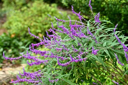 Gajo Salvia Leucantha