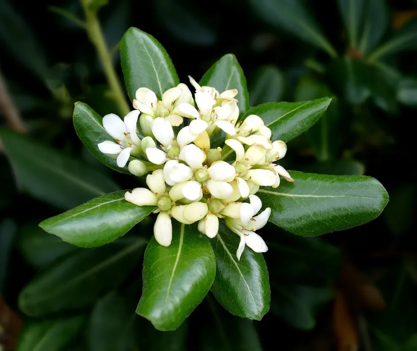 Pittosporum — imagen 1