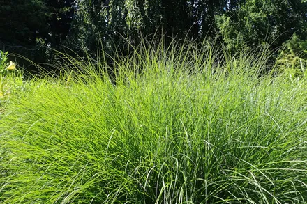 Miscanthus