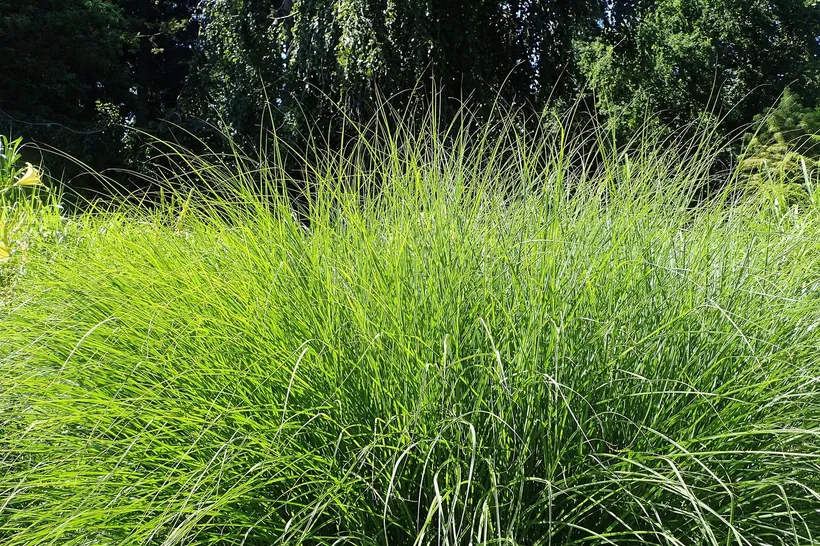 Miscanthus — imagen 1