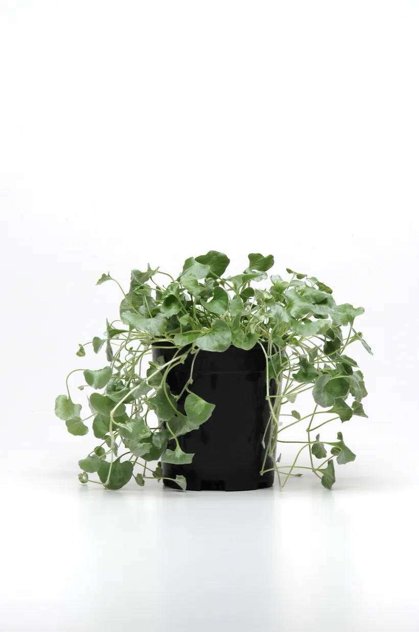 Dichondra — imagen 1
