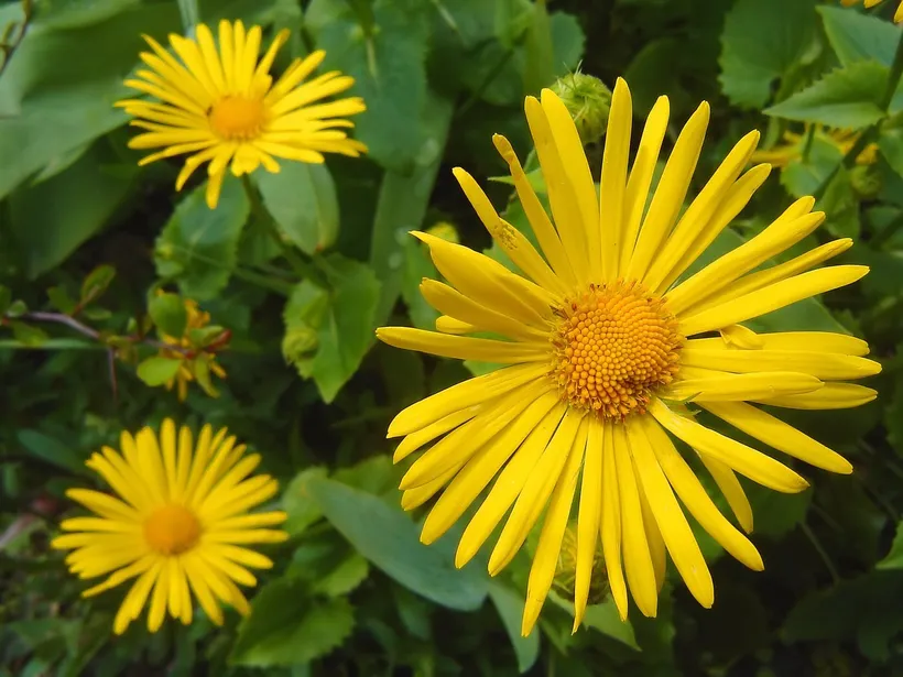 Doronicum Little Leo — imagen 1
