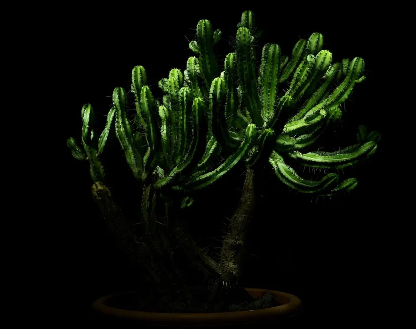 Euphorbia Suculenta — imagen 1